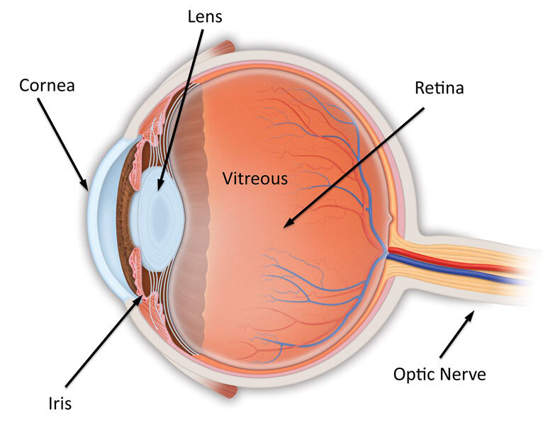 Cross-section diagram of the eye showing cornea, lens, vitreous, retina, and optic nerve