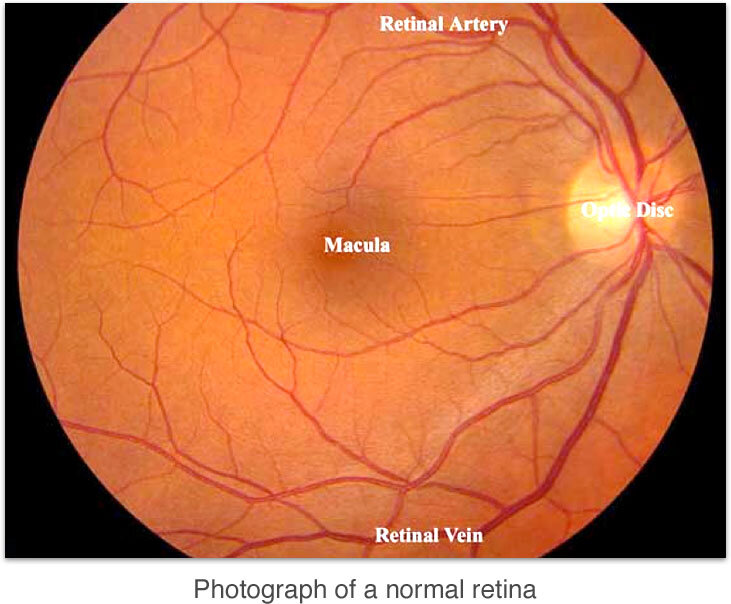 Diagram of retinal layers showing rods, cones, and other neural cells