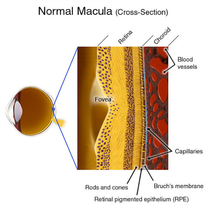 Diagram of the macula and fovea at the center of the retina